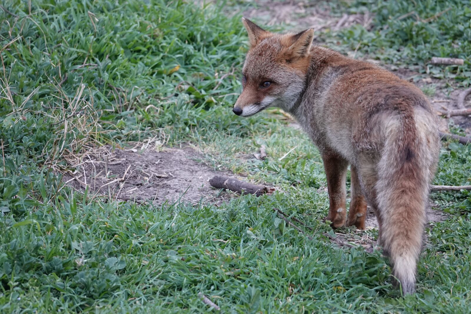 Sony Cyber-shot DSC-RX10 IV sample photo. Fox, animal, green photography