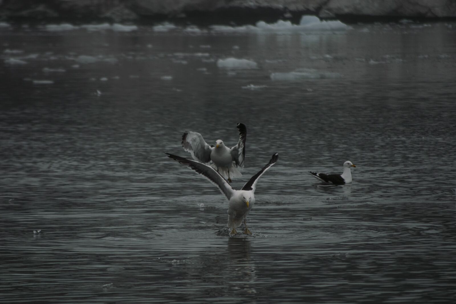 Nikon D3200 sample photo. Birds, flying, antarctica photography