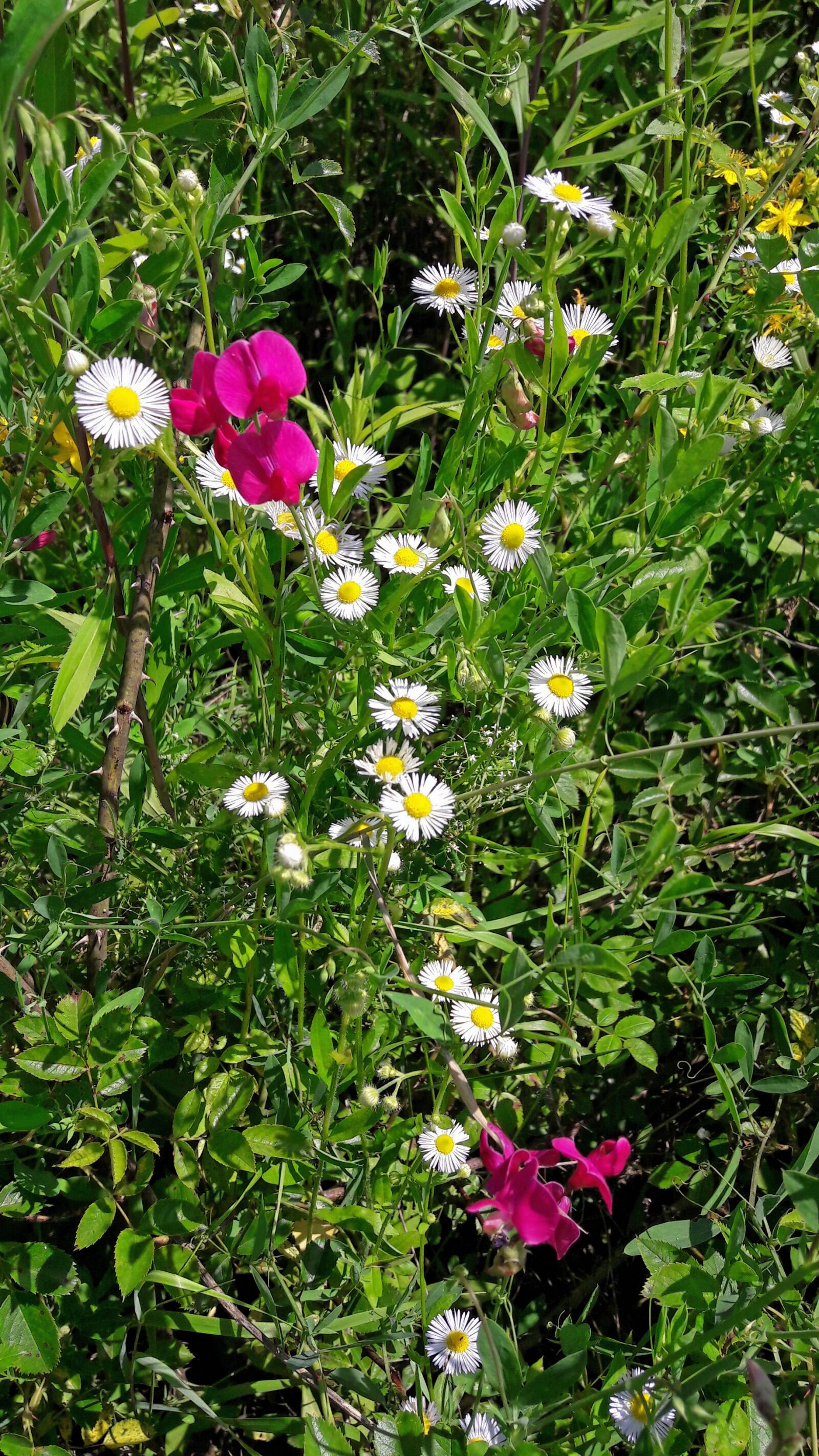 Samsung Galaxy A5(2016) sample photo. Flowers, poľné, meadow photography