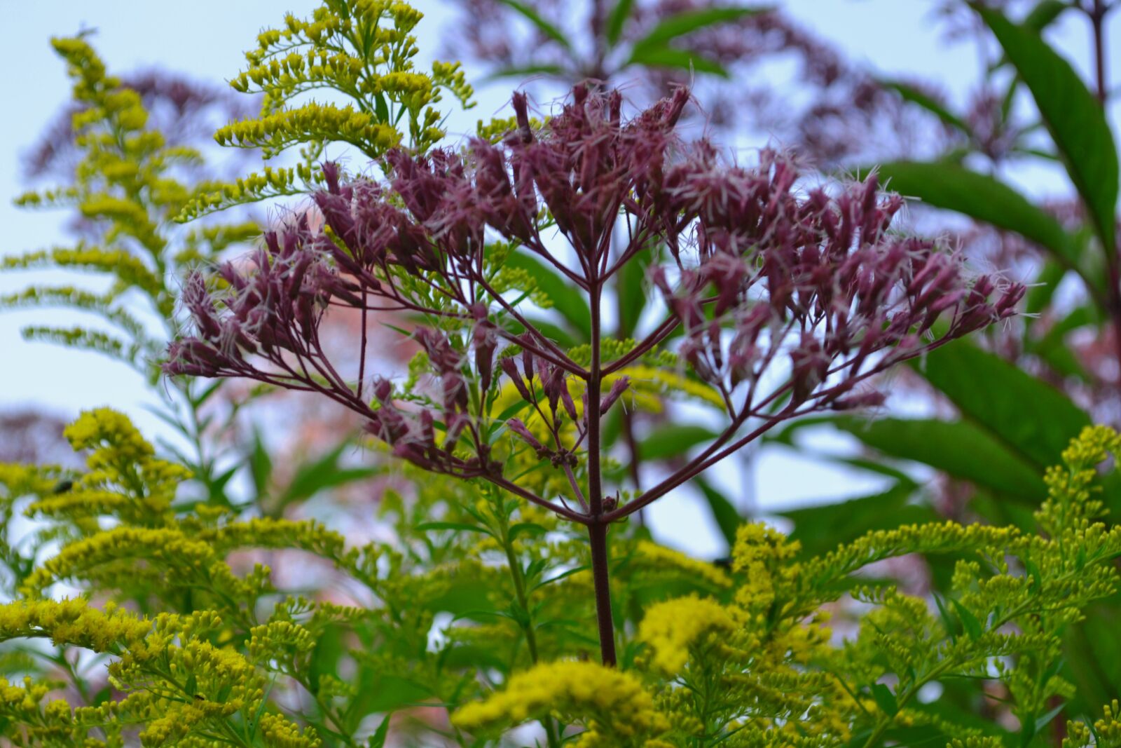 Nikon D3100 sample photo. Purple, green, nature photography