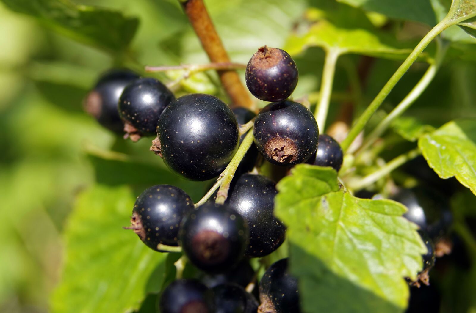 Pentax K-S2 sample photo. Black currant, black, currant photography
