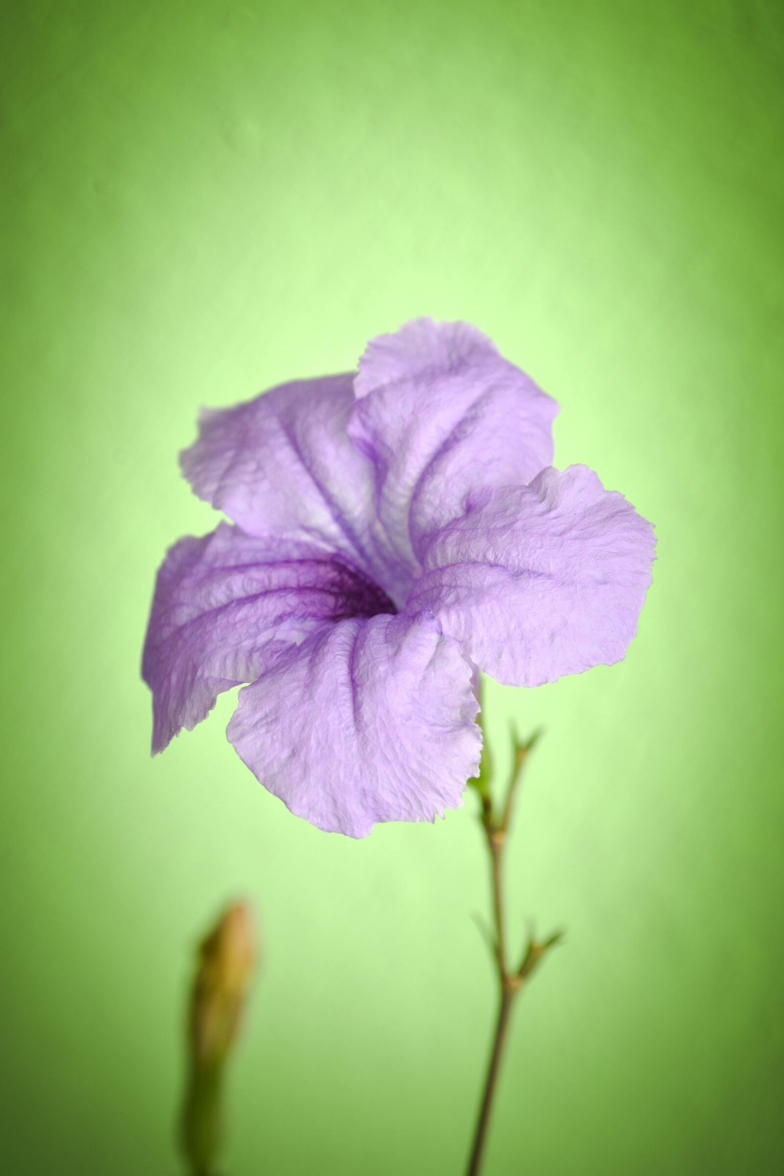 Nikon D7200 sample photo. Flower, flora, nature photography