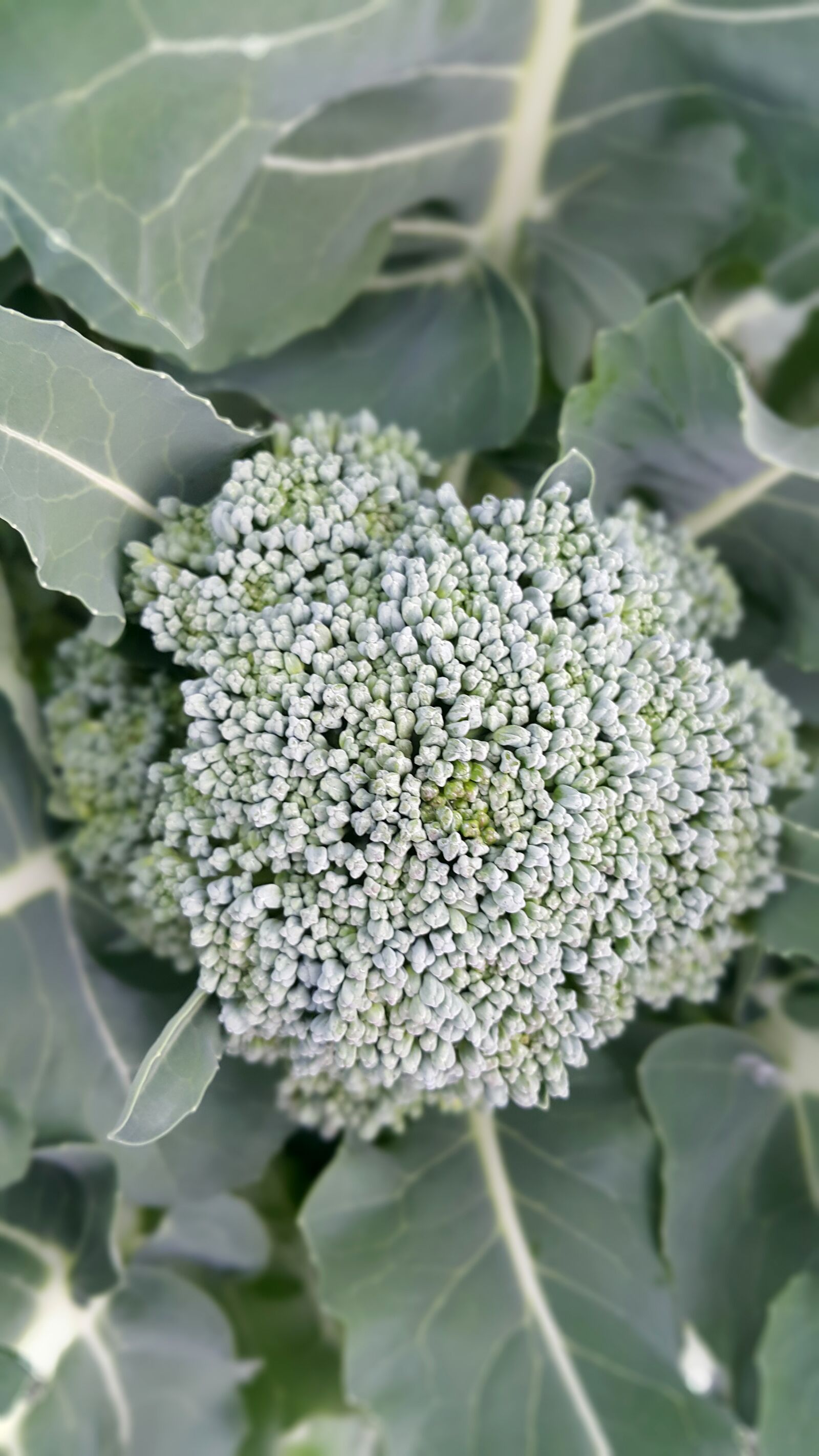 Samsung Galaxy Note4 sample photo. Vegetable, broccoli, food photography