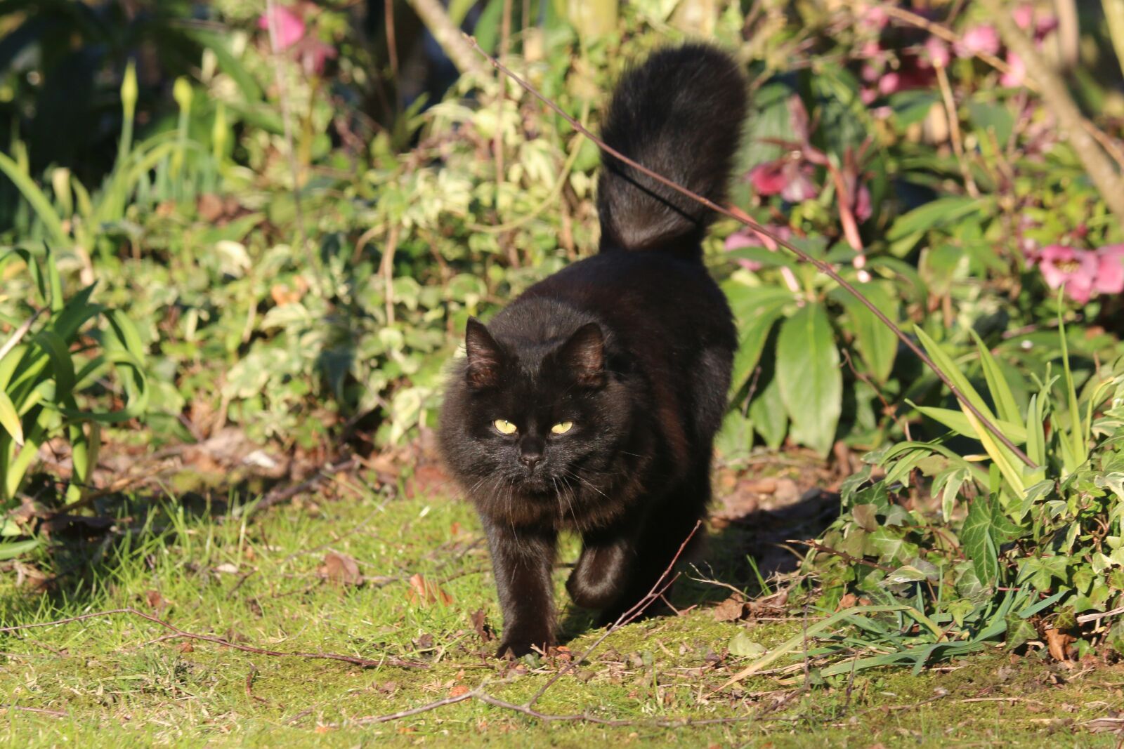 Canon EOS 70D + Canon EF-S 55-250mm F4-5.6 IS II sample photo. Cat, black, animal photography
