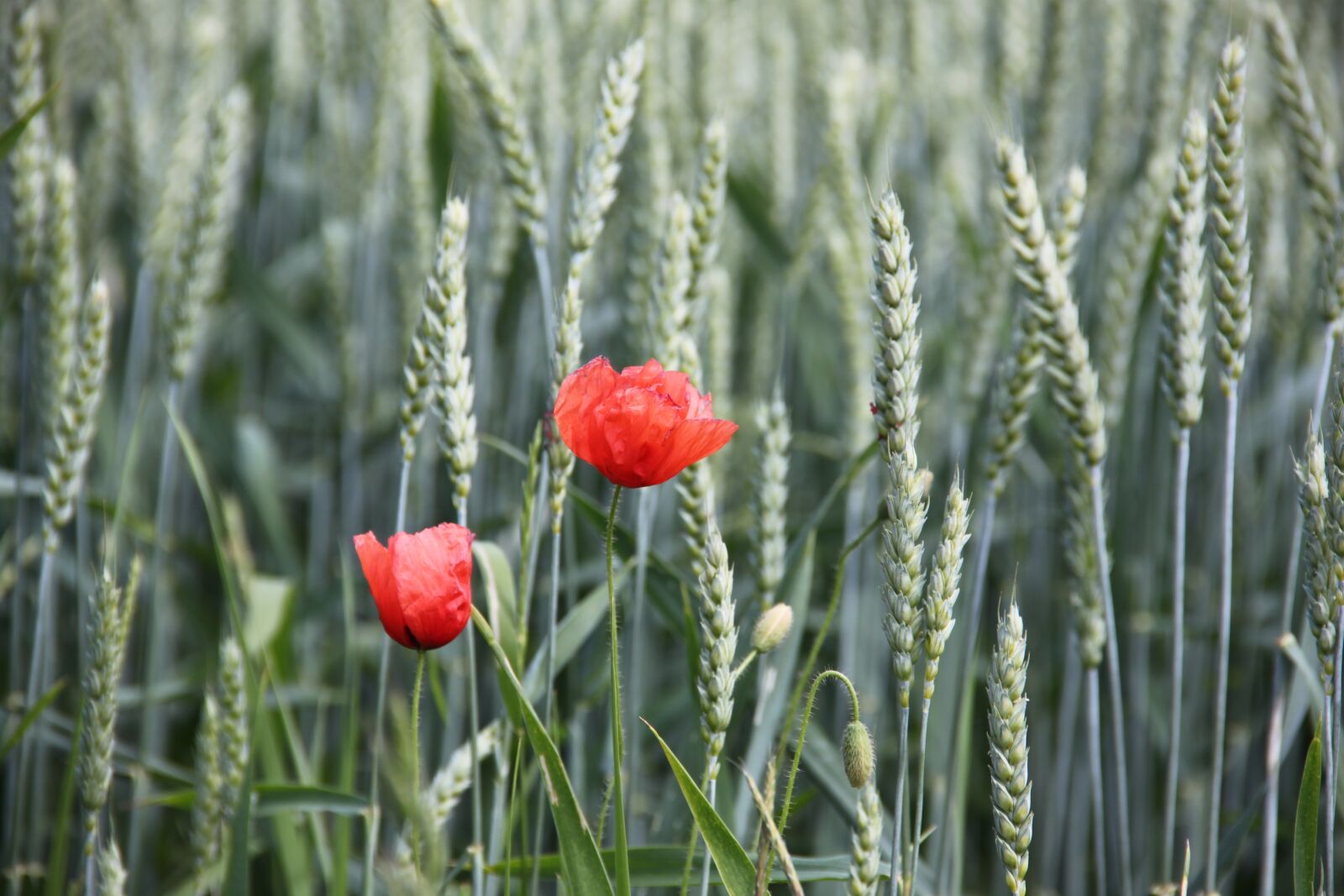 Canon EOS 500D (EOS Rebel T1i / EOS Kiss X3) sample photo. Poppy, grain, cornfield photography