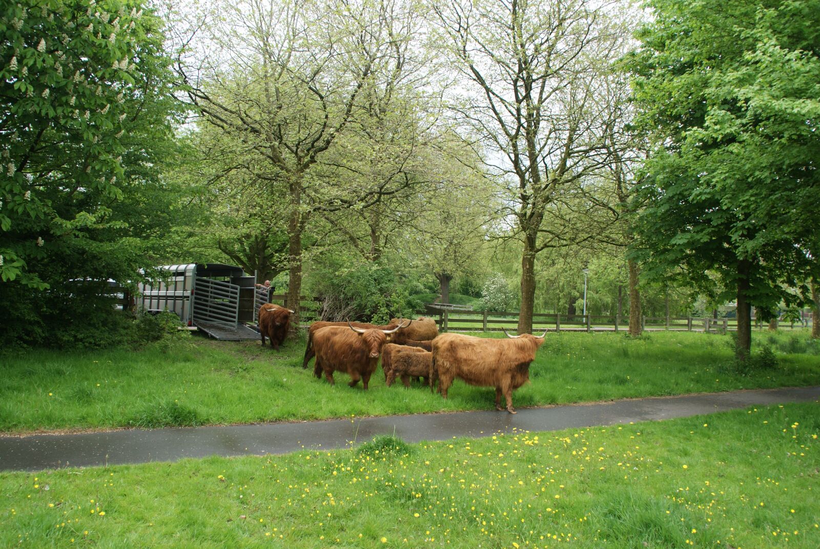 Sony Alpha DSLR-A230 sample photo. Scottish, highlanders, zuidhorn photography