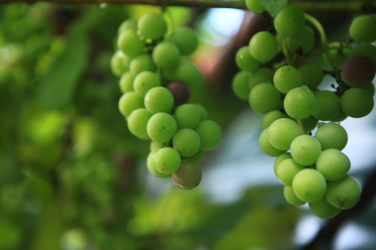 Canon EOS 5D Mark II sample photo. Grapes, ceongpodo, the vine photography