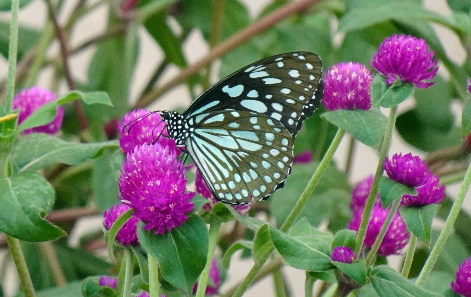 Sony DSC-WX800 sample photo. Butterfly, tirumala limniace, blue photography