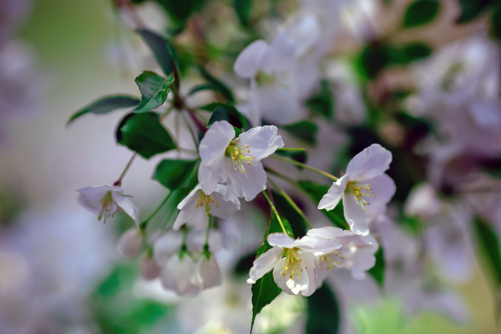 Canon EF 135mm F2L USM sample photo. Spring, cherry blossom, green photography