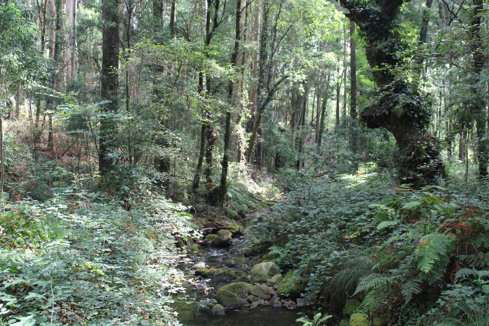Canon EOS 1300D (EOS Rebel T6 / EOS Kiss X80) sample photo. Bosque, vigo, forest photography
