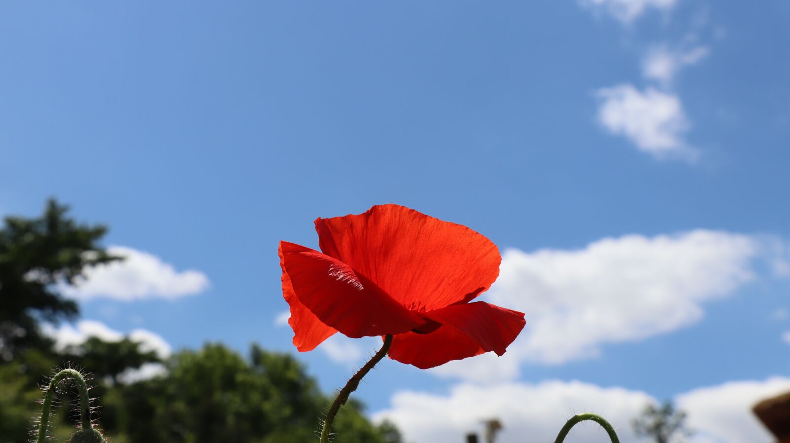 Canon EF-S 18-135mm F3.5-5.6 IS USM sample photo. Ponceau, yanggwibikkot, flowers poppy photography