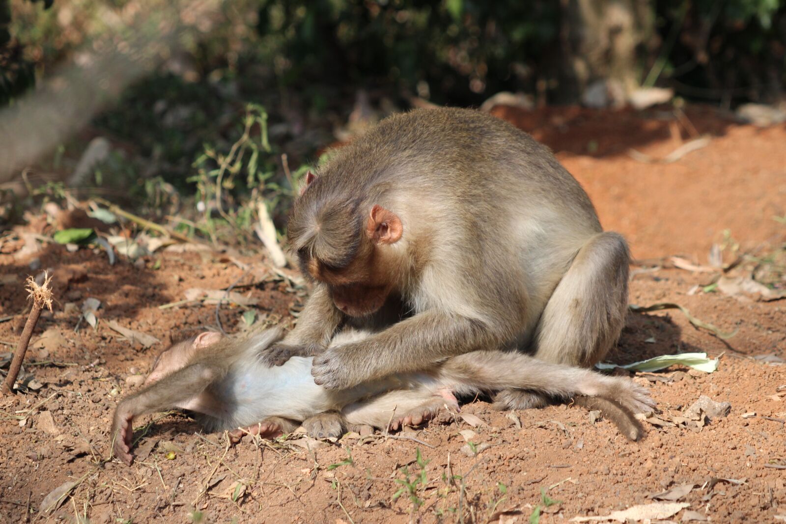 Canon EF 70-300 F4-5.6 IS II USM sample photo. Monkey, sitting, care photography