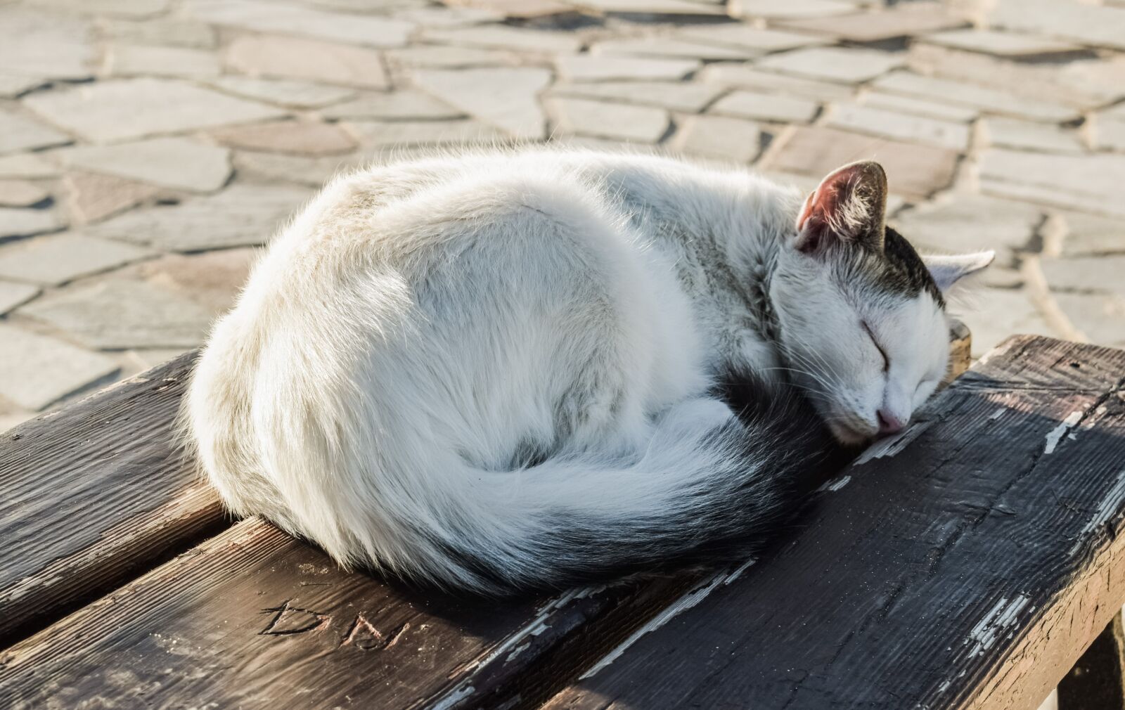 Nikon D3300 sample photo. Cat, young, sleeping photography