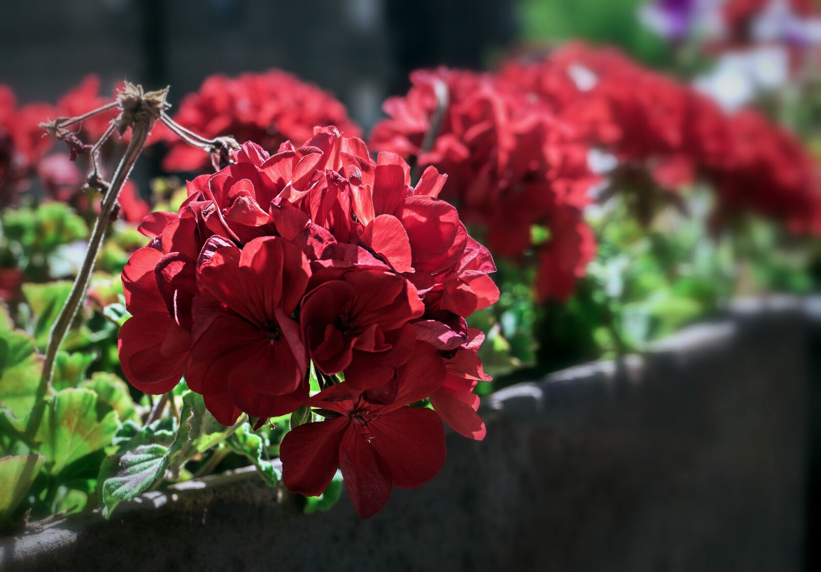Sony a6000 sample photo. Flowers, nature, red photography