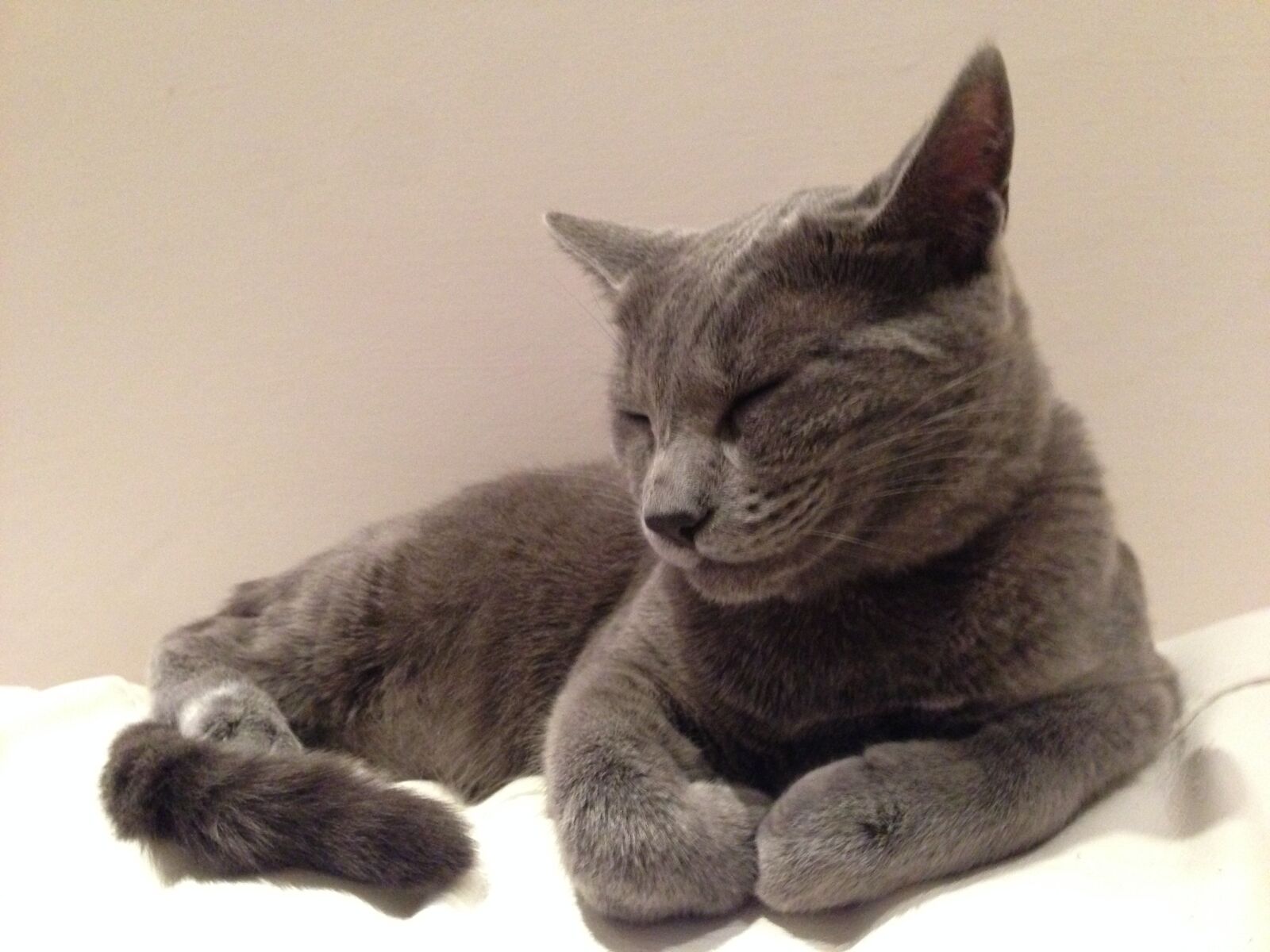 iPhone 5 back camera 4.12mm f/2.4 sample photo. Cat, blue photography