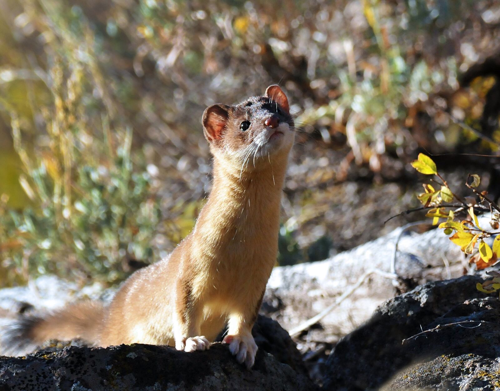 Nikon D300 sample photo. Wolverine, weasel, animal photography