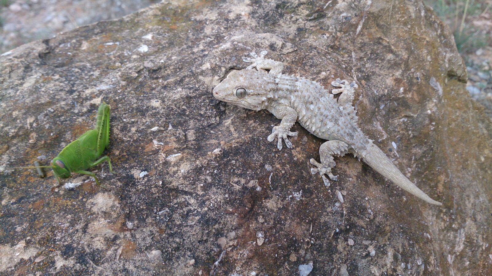Sony Xperia Z sample photo. Lizard, reptilia, animalia photography