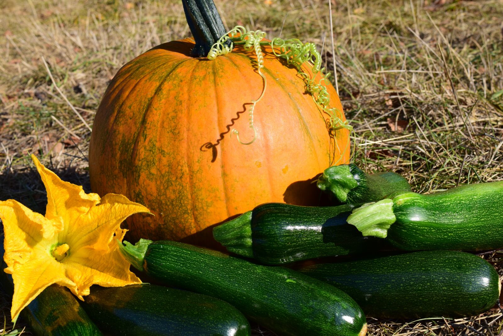 Nikon D3300 sample photo. Pumpkin, close up, autumn photography