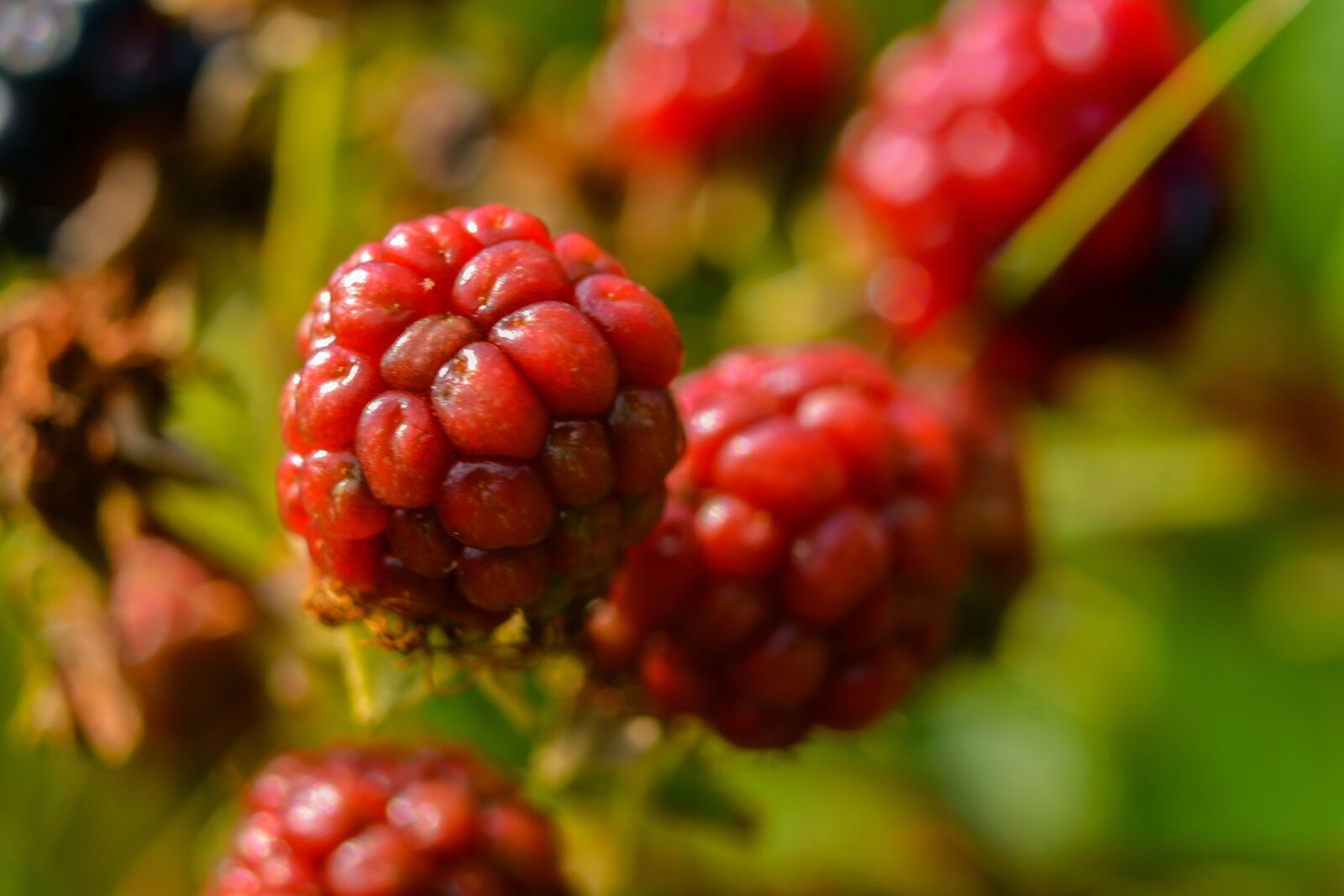 Nikon D3400 sample photo. Bramen, fruit, berry photography