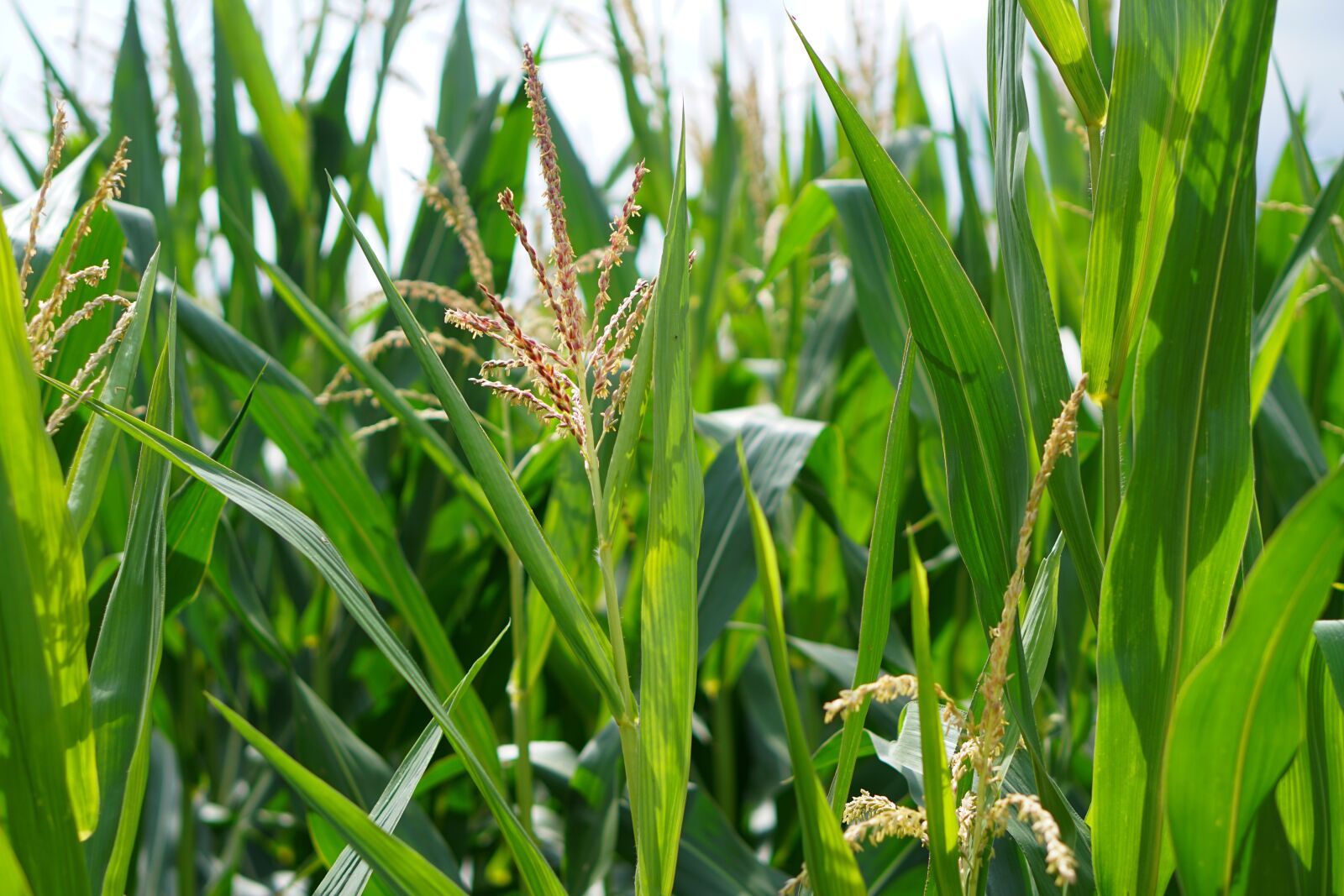 E 50mm F1.8 OSS sample photo. Cornfield, corn, corn cultivation photography