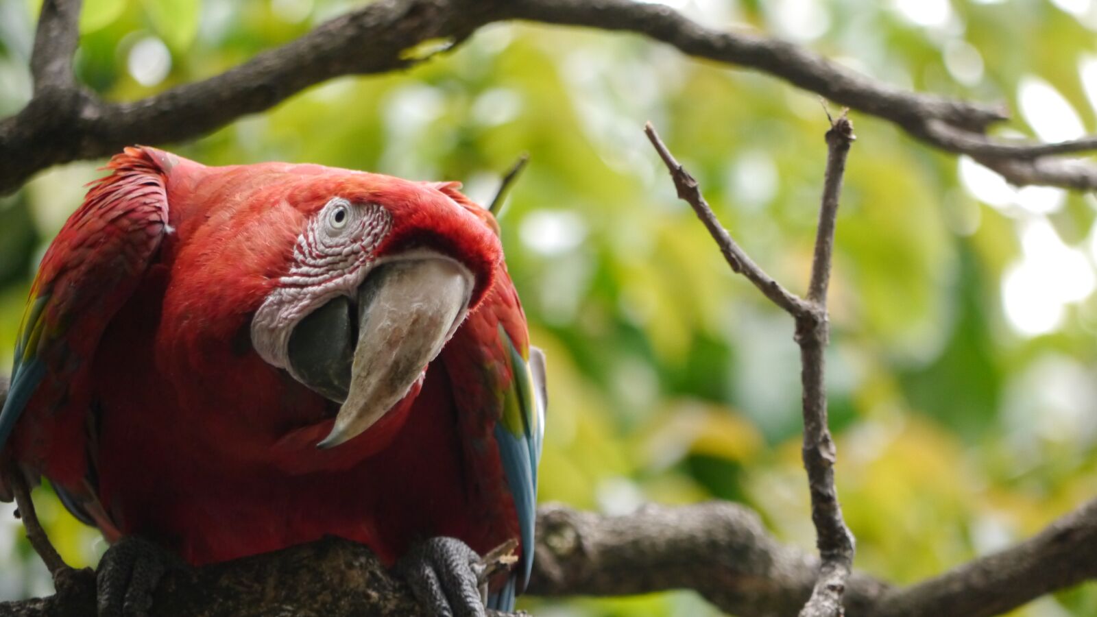 Panasonic Lumix DMC-G5 sample photo. Parrot, animal, ave photography