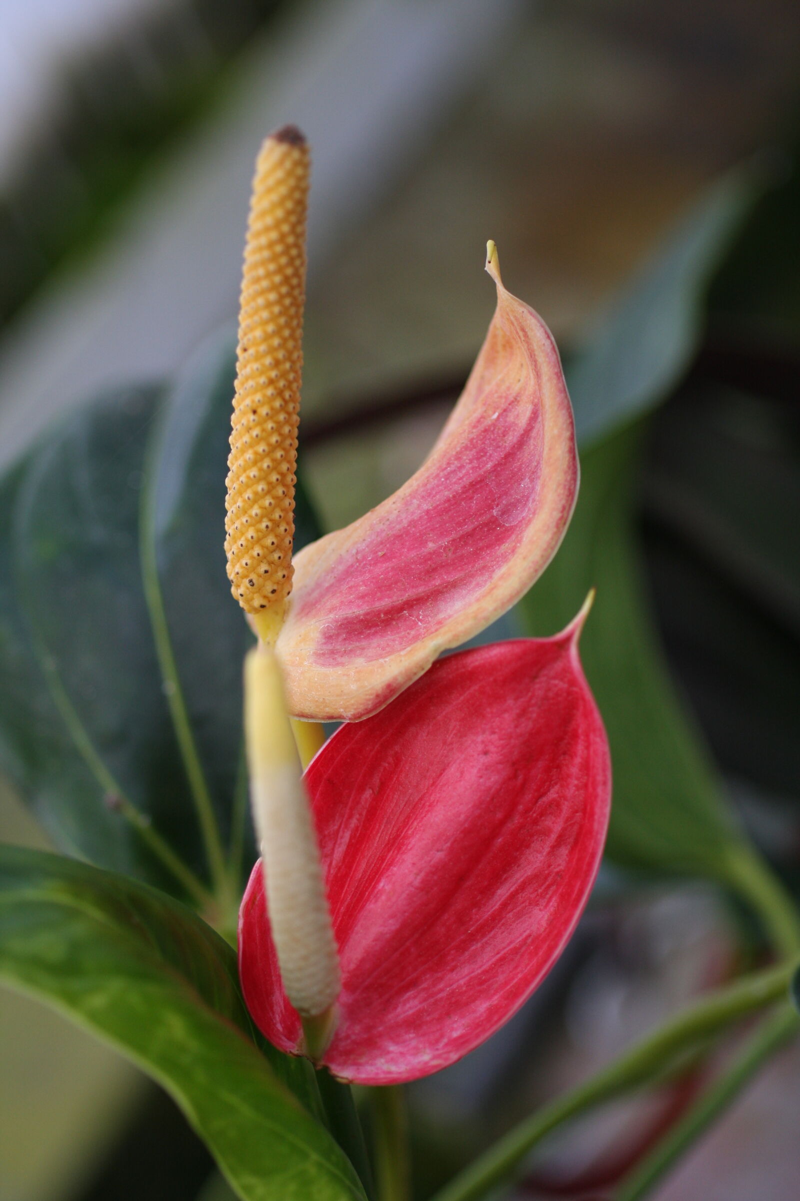 Sigma 50mm f/2.8 EX sample photo