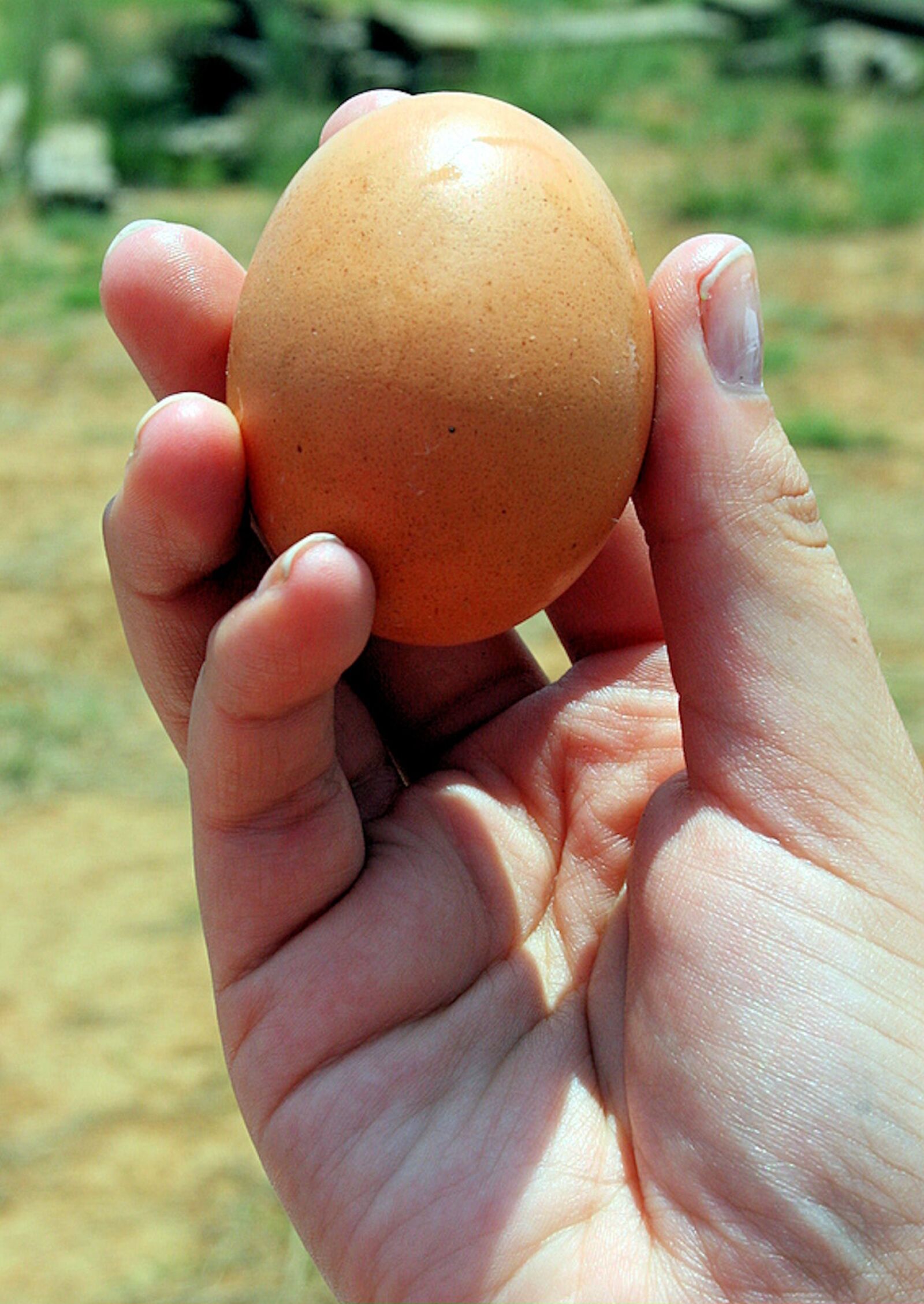 Canon EOS 400D (EOS Digital Rebel XTi / EOS Kiss Digital X) sample photo. Egg, diet, healthy food photography