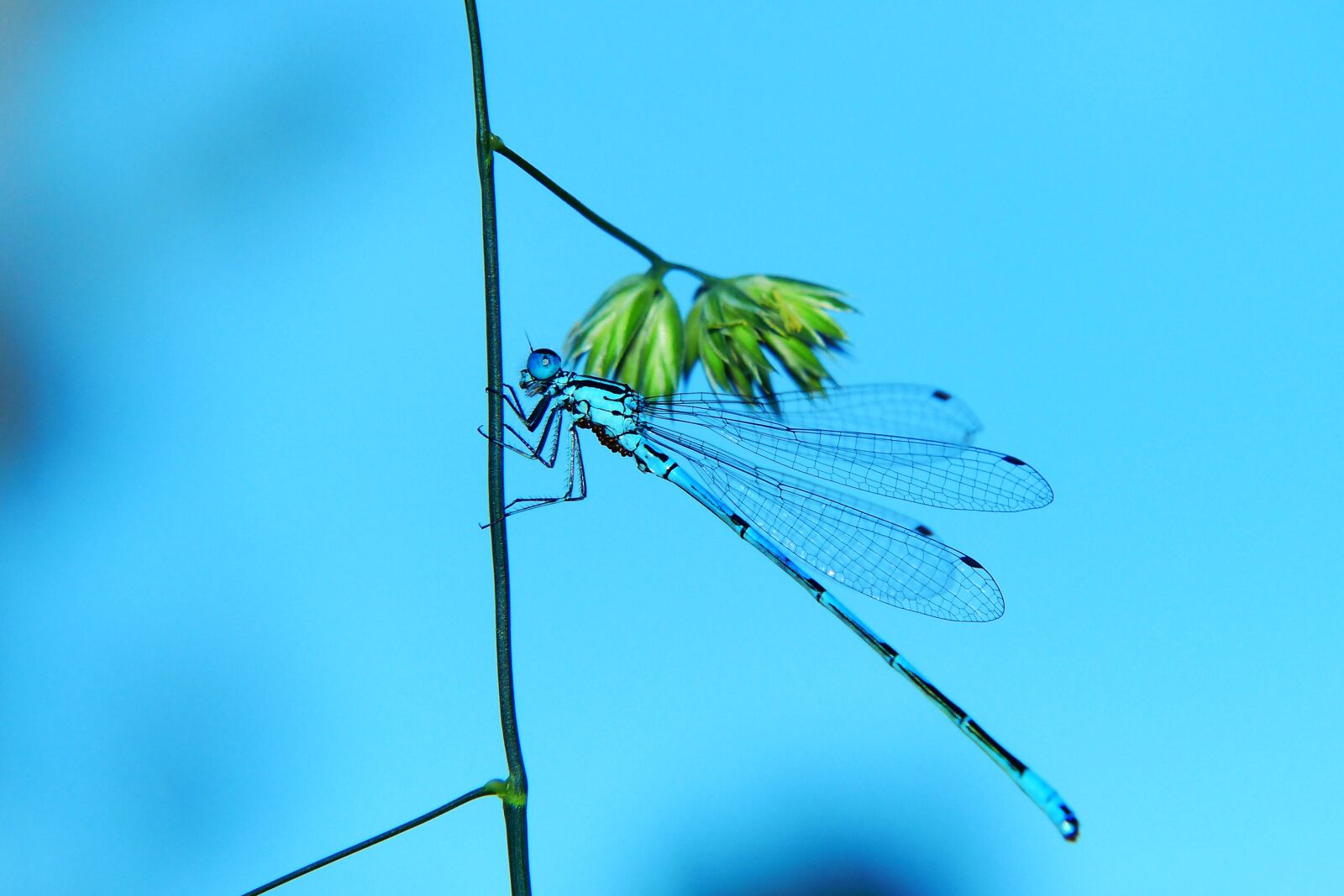 Panasonic Lumix DMC-FZ200 sample photo. Lanka girl, tom, dragonflies photography