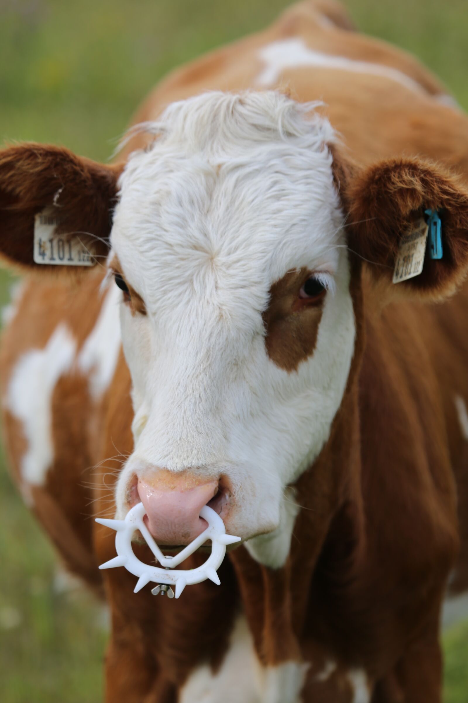 Canon EF 100-400mm F4.5-5.6L IS USM sample photo. Cow, beef, milk cow photography