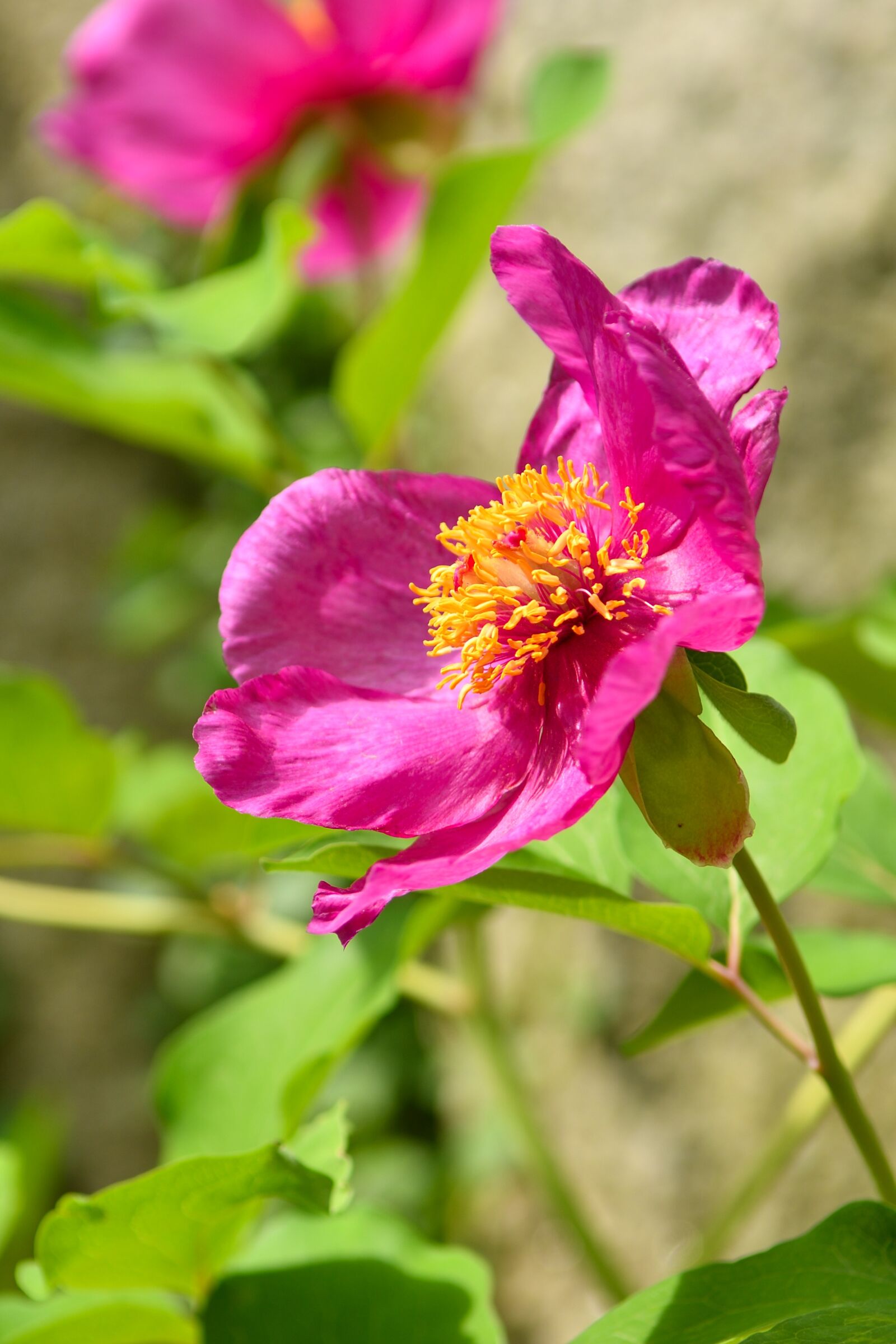 Nikon D500 sample photo. Flower, flowers, blooms photography