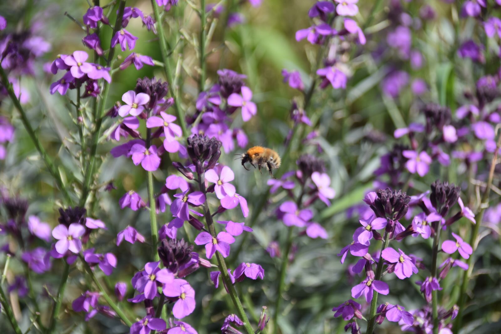 Nikon D5600 sample photo. Flower, purple flowers, spring-flowering photography