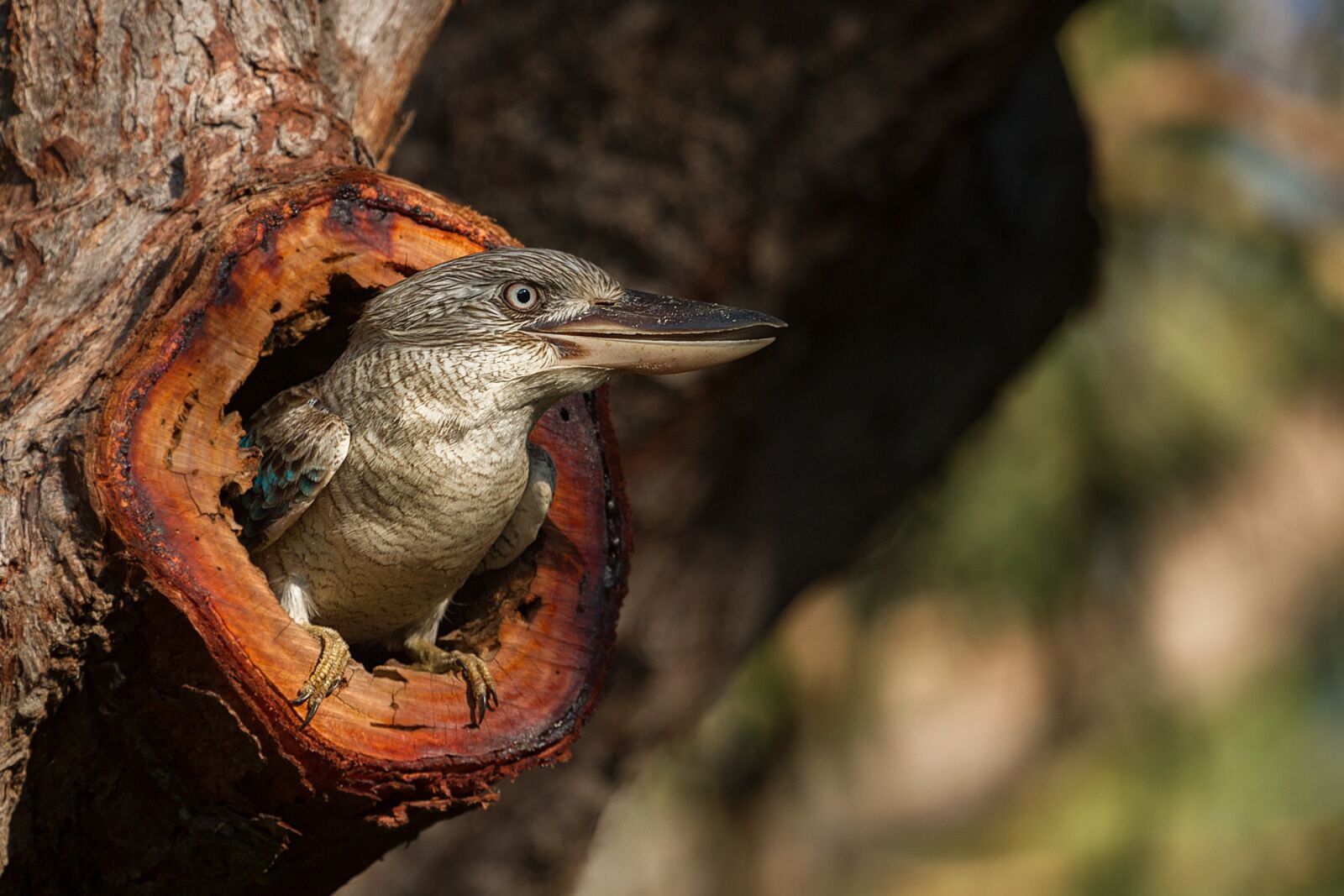 Canon EOS 7D sample photo. Kookaburra, australia, gladstone photography