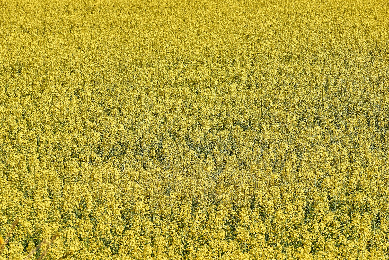Sony a6000 sample photo. Rapeseed, agriculture, field of photography