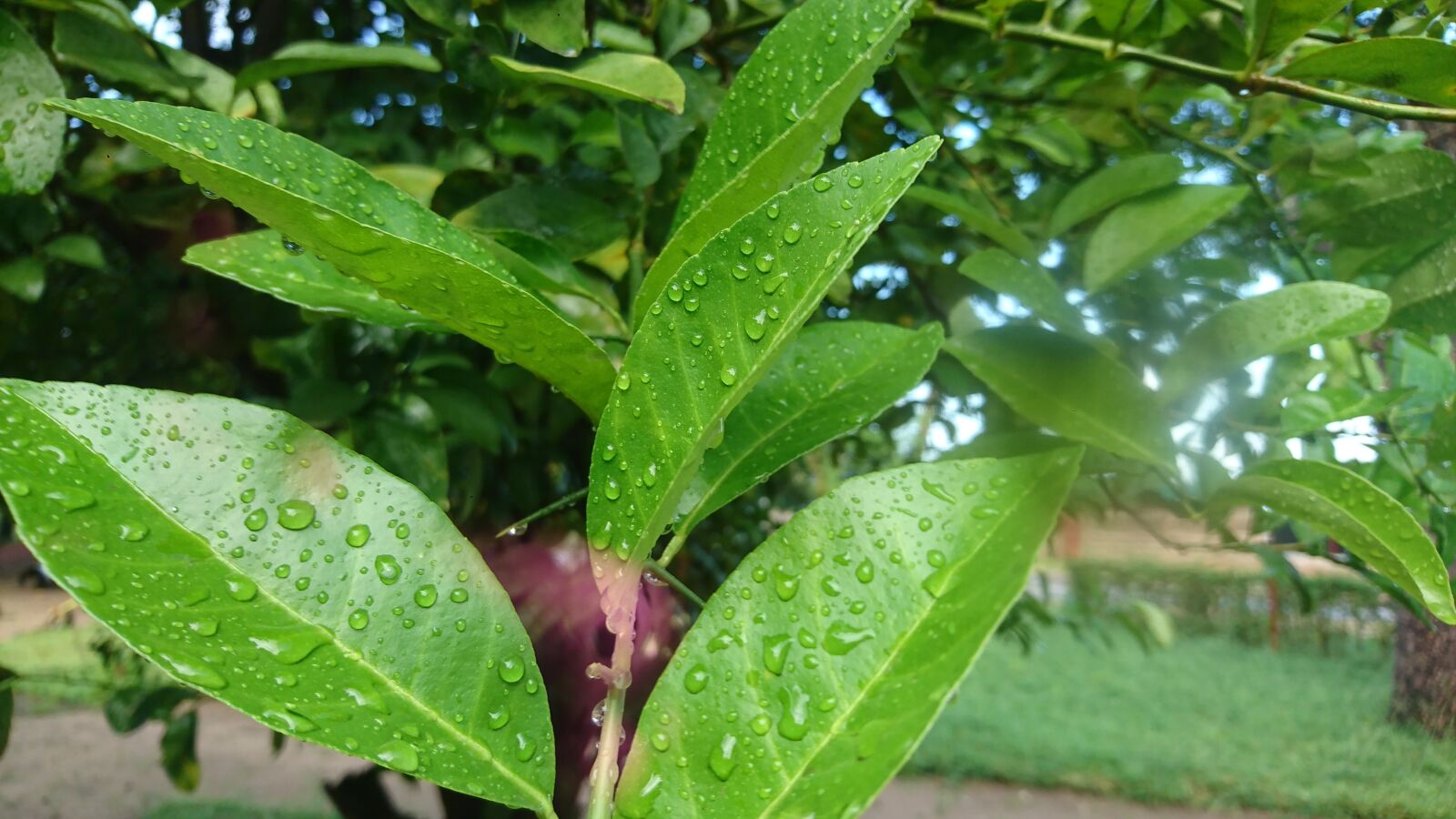 Sony Xperia XZ sample photo. Leaves, tree, dew photography
