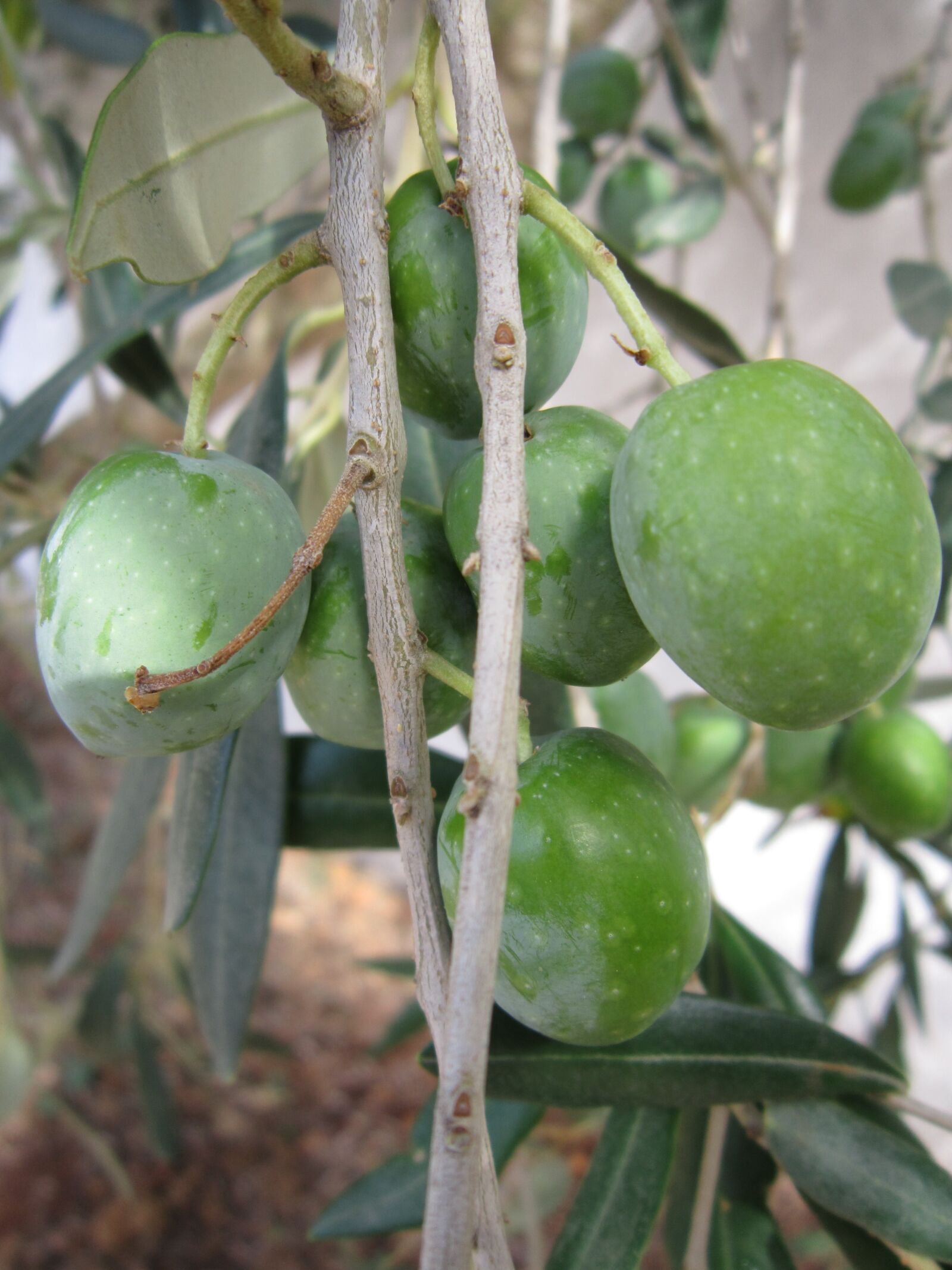 Canon PowerShot A3200 IS sample photo. Olives, olive tree, branch photography