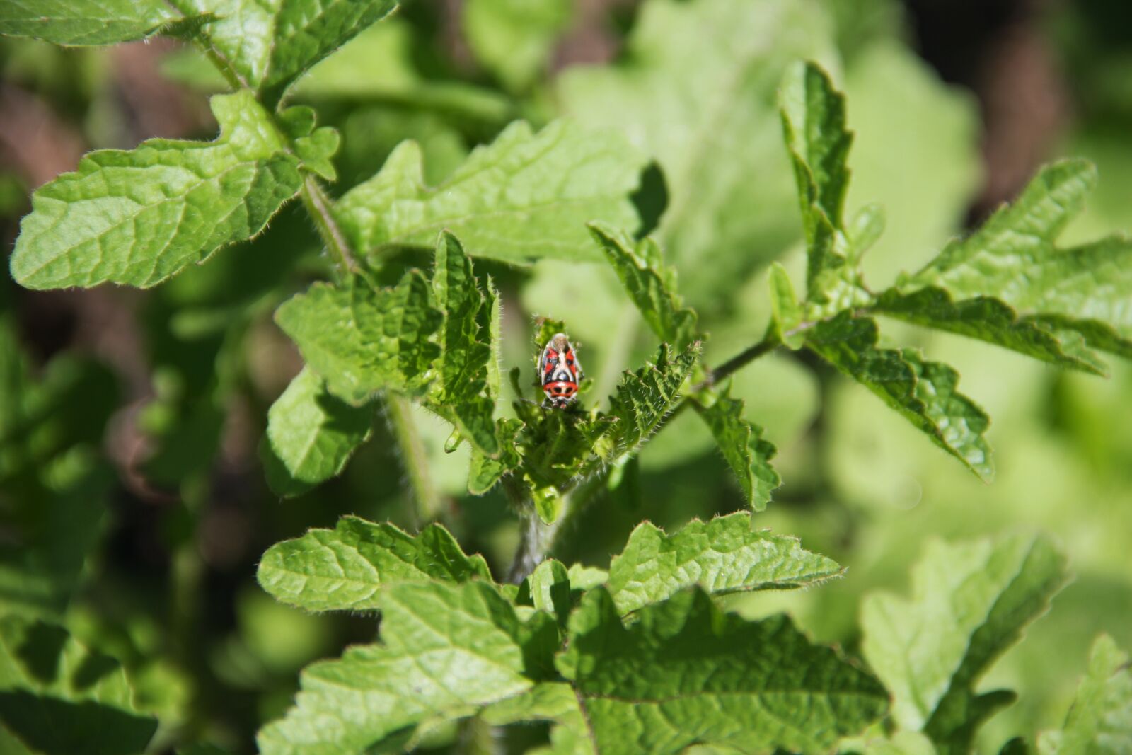 Canon EOS 40D sample photo. Bug, insect, nature photography