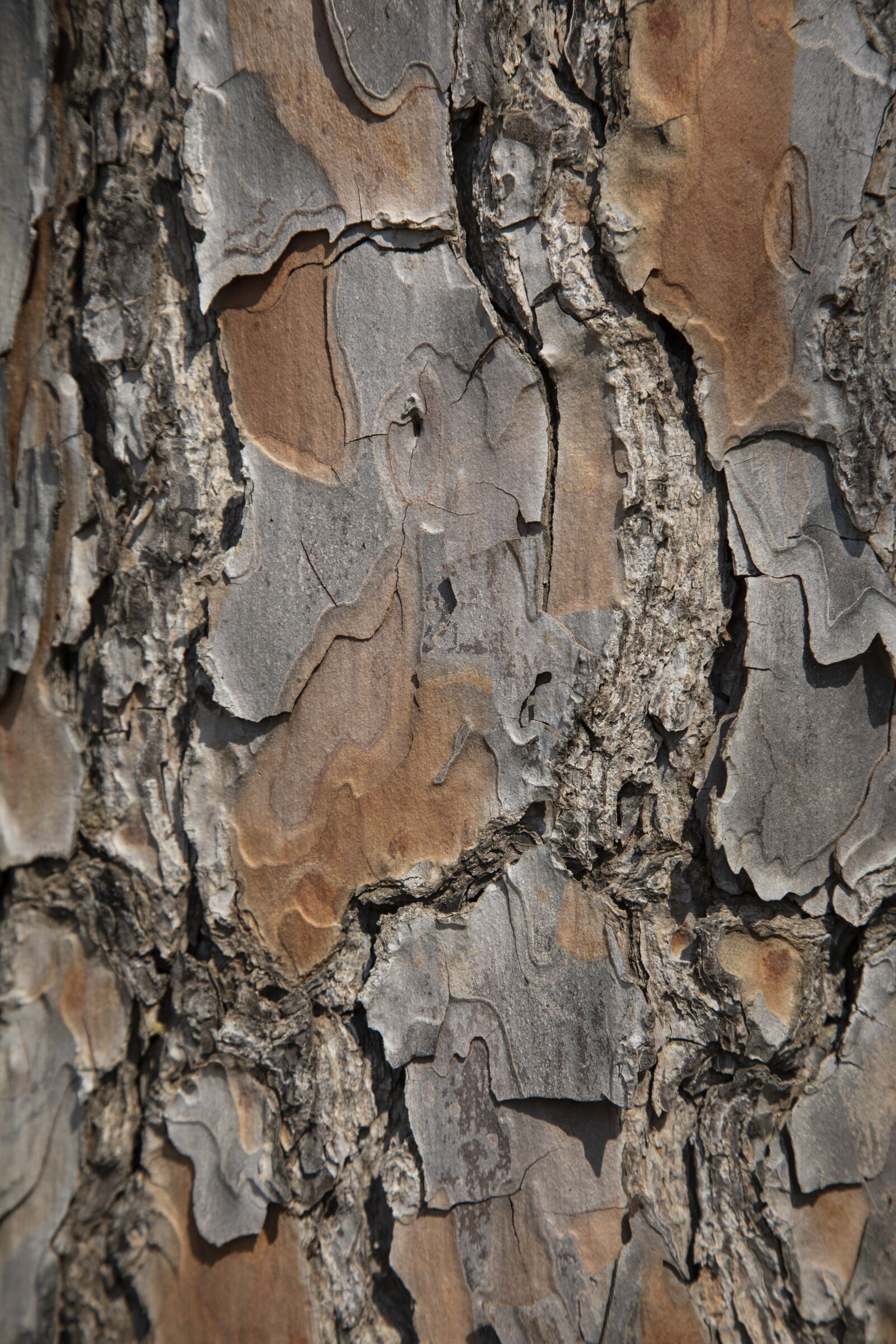 Canon EOS 5D Mark IV sample photo. Tree, shell, wood-fibre boards photography