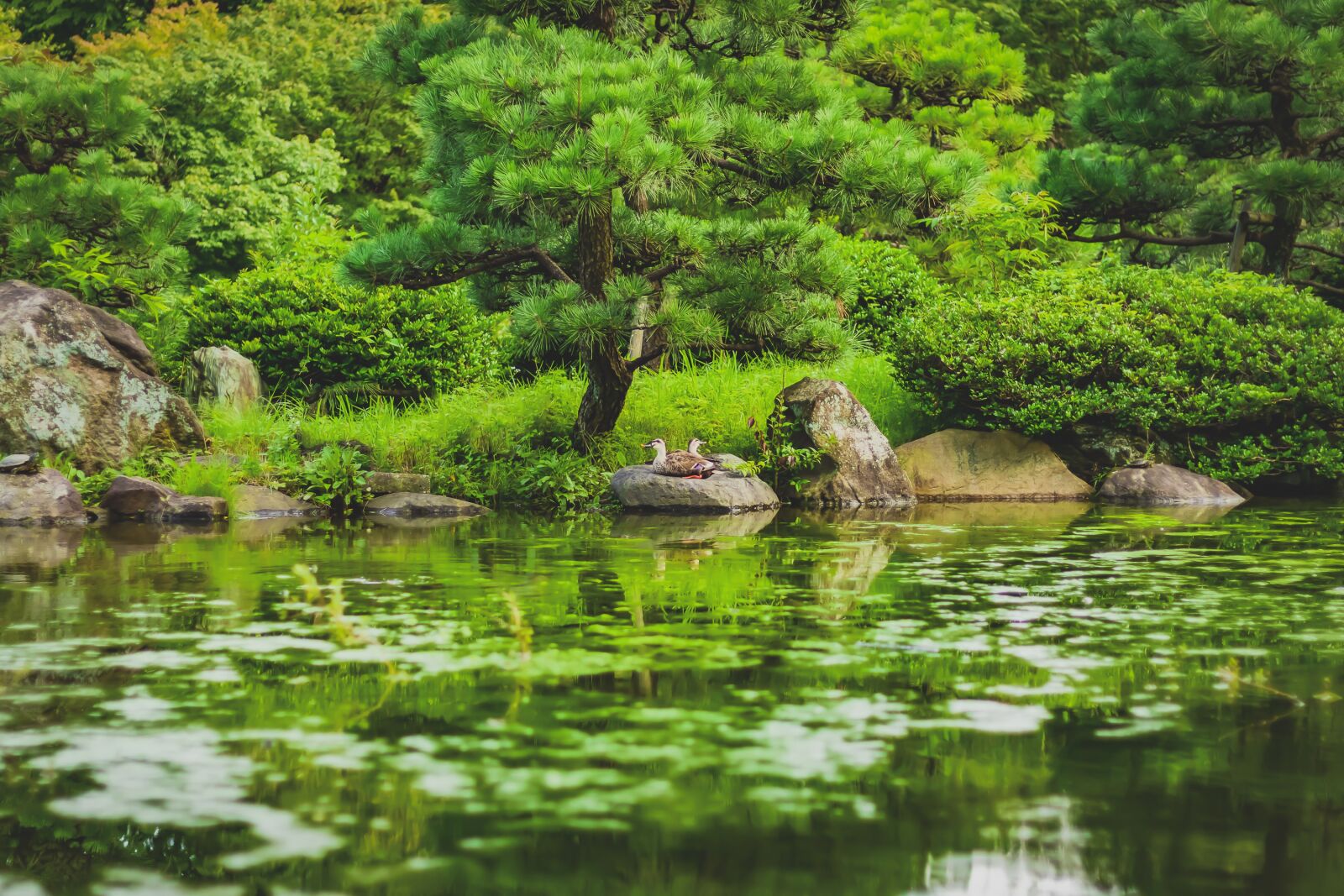 Canon EOS 80D sample photo. Park, green, pine photography