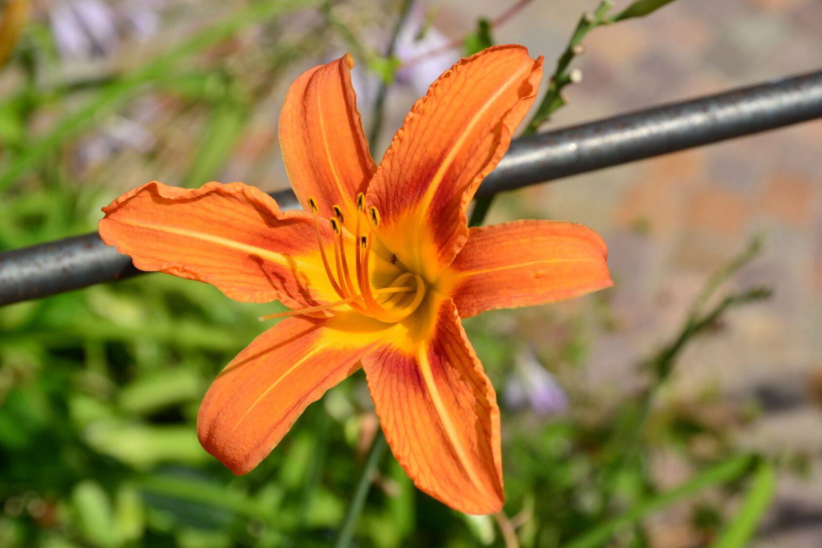 Nikon D7100 sample photo. Nature, flower, plant photography