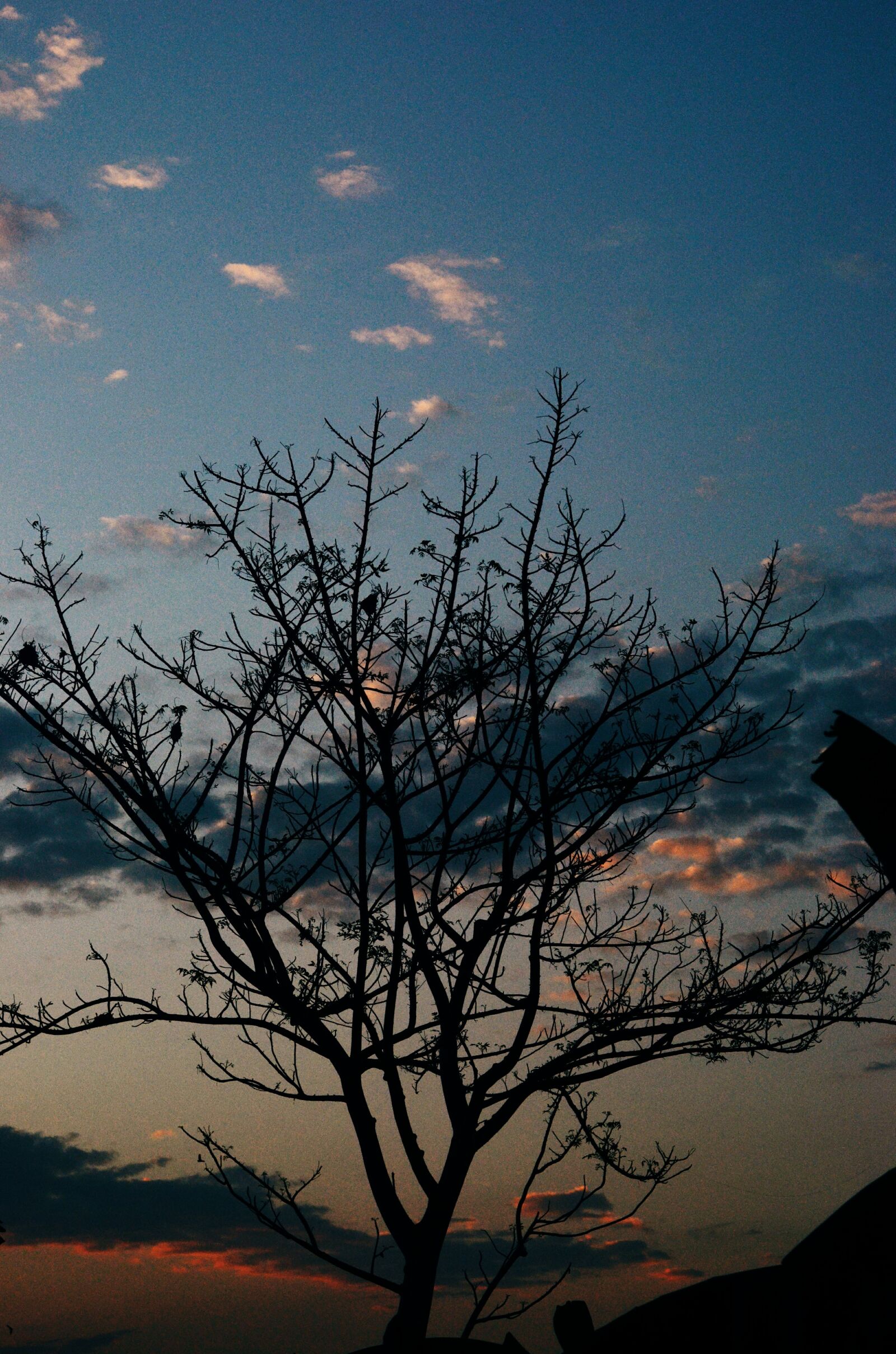 Nikon D5100 sample photo. Tree, sky, dusk photography