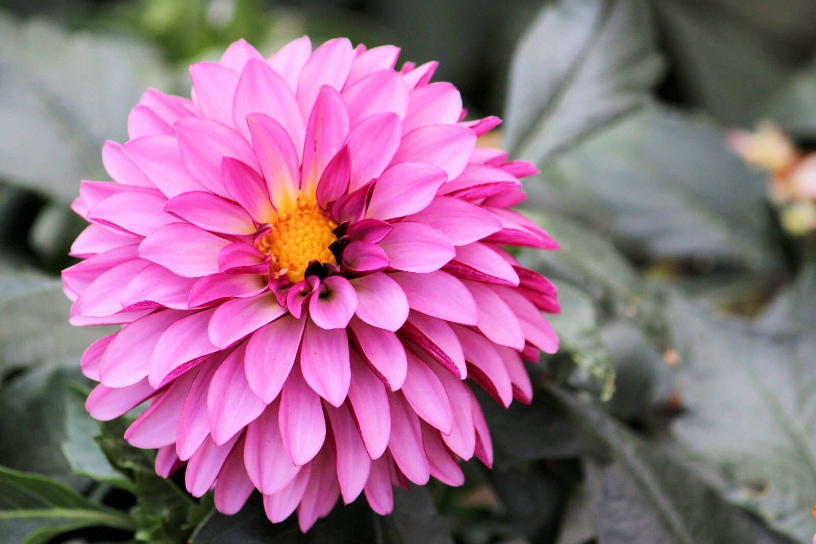 Canon EF-S 55-250mm F4-5.6 IS II sample photo. Dahlia, dahlia garden, flower photography
