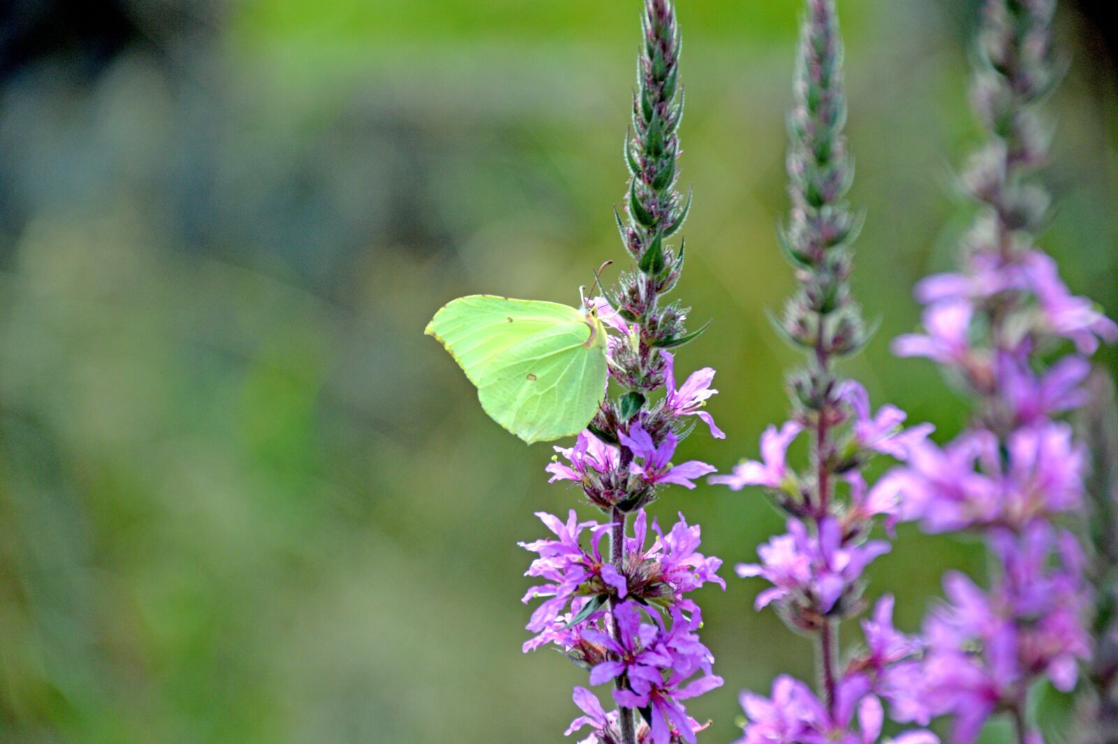 Nikon D3200 sample photo. Butterfly, zitronenfalter, schmetterling photography