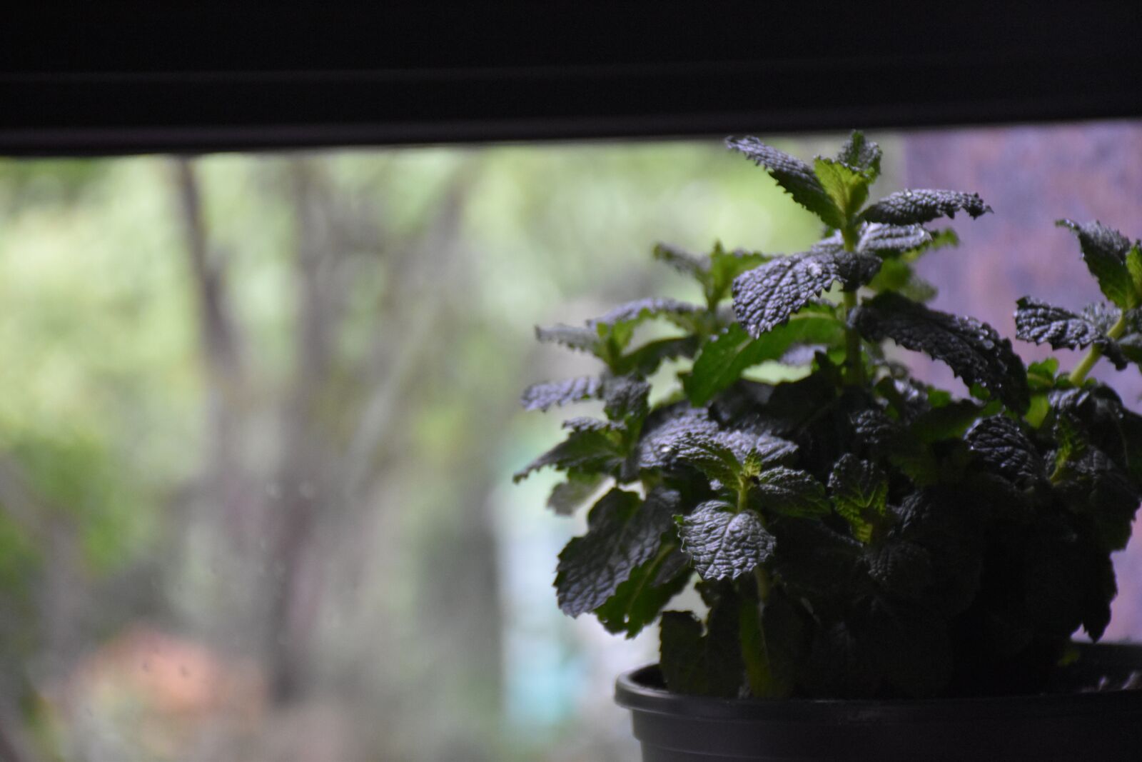 Nikon D5600 sample photo. Mint, leaf, green photography