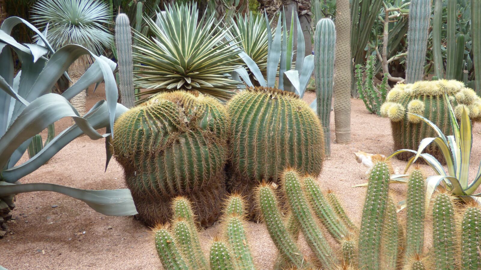 Panasonic DMC-FZ72 sample photo. Cactus, marrakech, plant photography