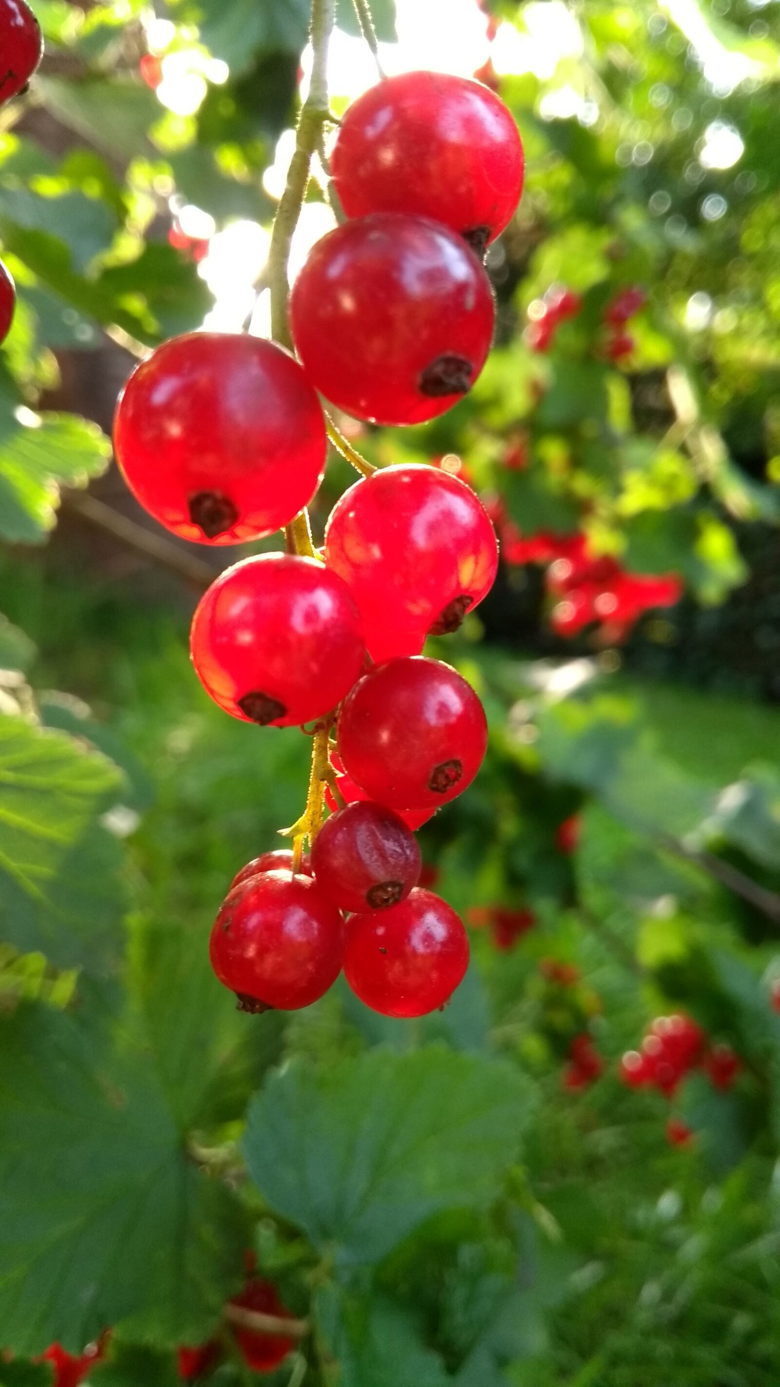 Motorola Moto G (5th Gen) sample photo. Fruit, berry, food photography