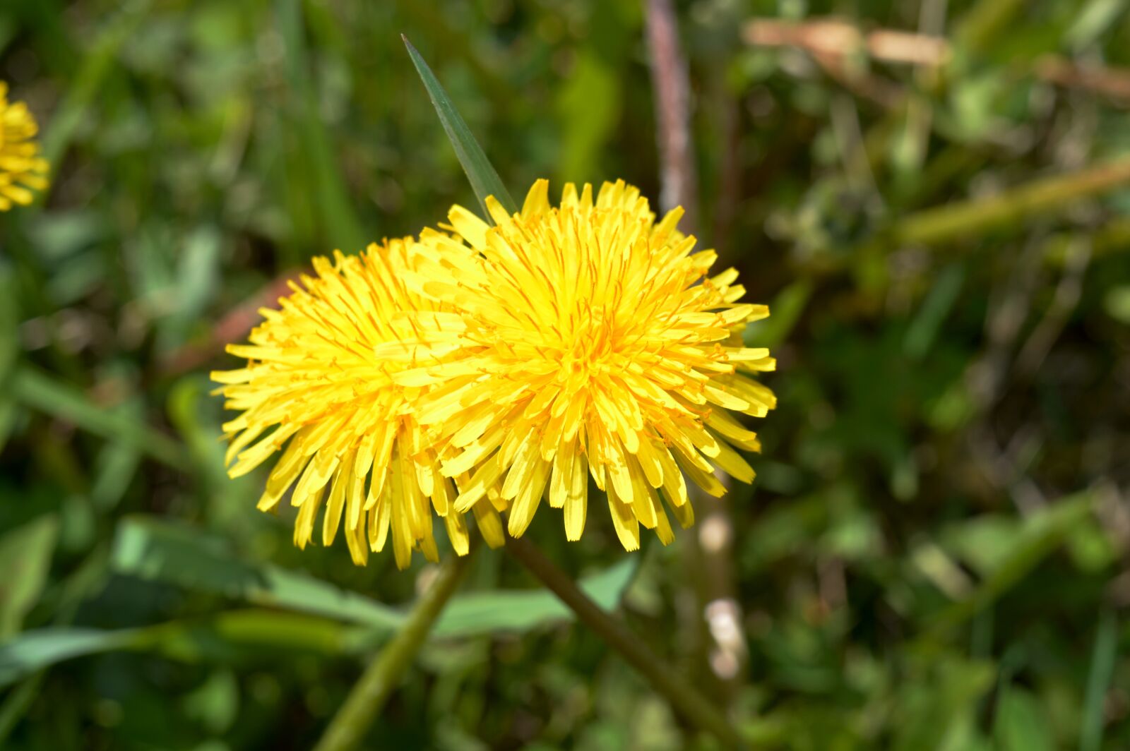 Nikon D3200 sample photo. Dandelion, flowers, spring photography