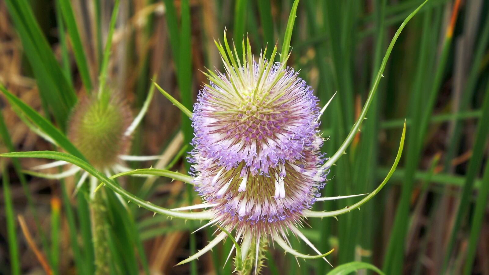 Fujifilm FinePix S3400 sample photo. Plants, thistle, weed photography