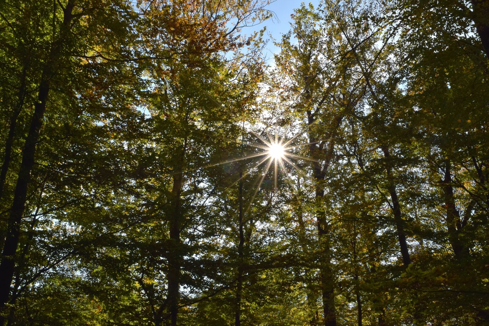 Nikon D5300 sample photo. Rays, sun, backlighting photography