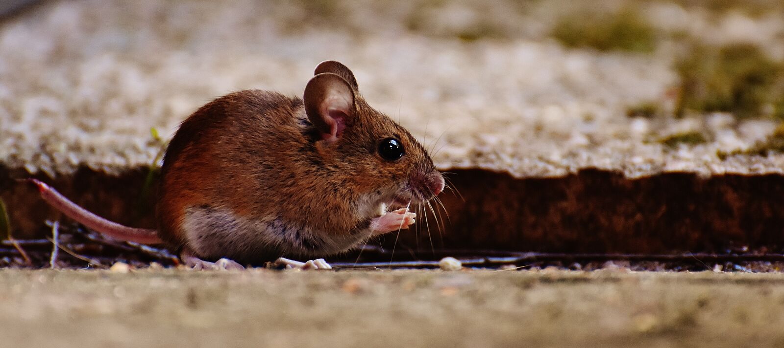 Nikon D7200 sample photo. Mouse, rodent, cute photography