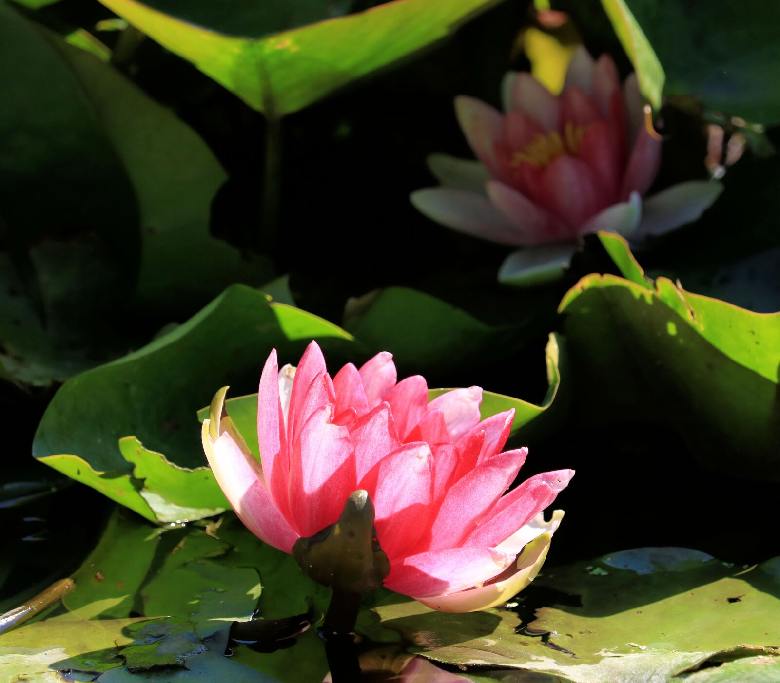 Canon EOS 750D (EOS Rebel T6i / EOS Kiss X8i) + Canon EF-S 55-250mm F4-5.6 IS STM sample photo. Water lily, pink flower photography